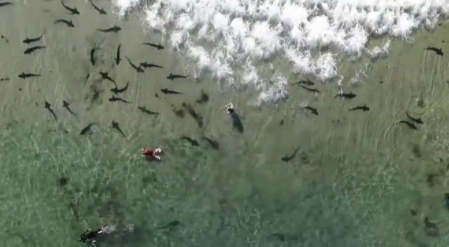Estos animales no despertaron peligro al alimentarse de peces y cefalópodos