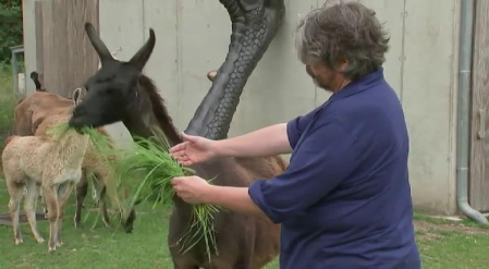 Los anticuerpos de las llamas podrían ayudar a crear un tratamiento efectivo contra el coronavirus