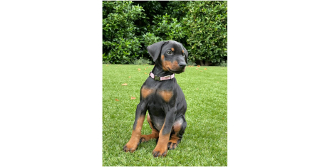 Kira, cachorro de Azpilicueta