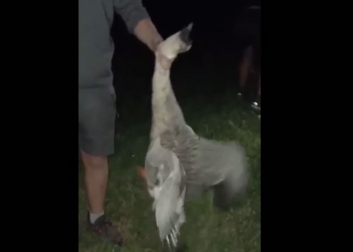 Vídeo difundido por Policía Foral del animal maltratado.