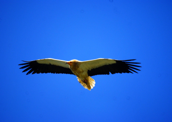 Un ejemplar de alimoche en pleno vuelo. En la imagen de arriba a la derecha, es una escena de reposo