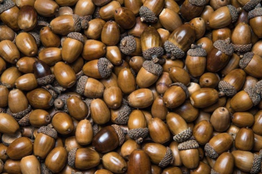 Bellotas