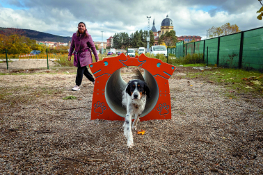 Un perro recorre los diferentes elementos del circuito