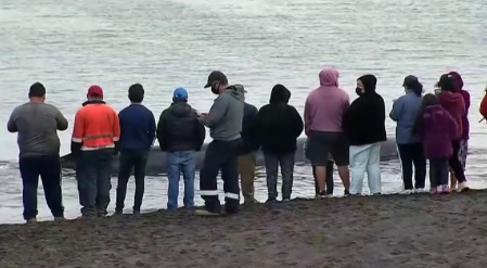 Vecinos y pescadores de la región del Biobío se vieron en la responsabilidad de ayudar al cetáceo a volver al mar