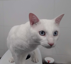 Coco