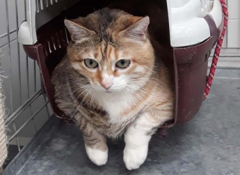 Kiki