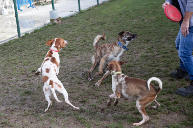 Centro de Atención de Animales del Ayuntamiento de Pamplona.