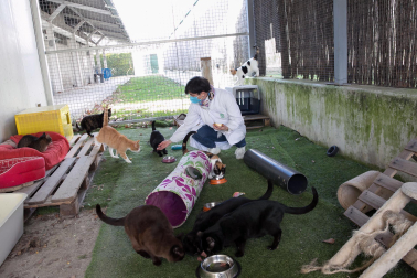 Centro de Atención de Animales del Ayuntamiento de Pamplona.