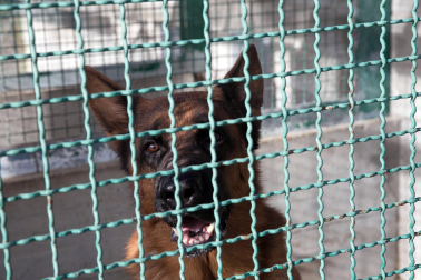 Centro de Atención de Animales del Ayuntamiento de Pamplona.