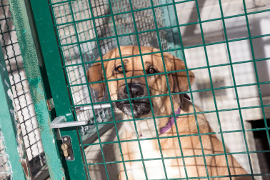 Centro de Atención de Animales del Ayuntamiento de Pamplona.