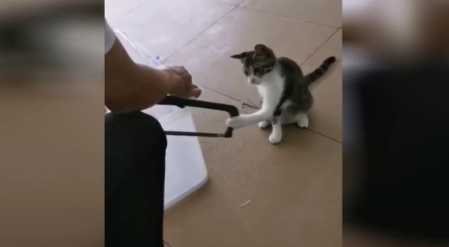 Los animales de compañía dejan de ser considerados "cosas" ante la ley y pasan a ser considerados "seres vivos dotados de sensibilidad".