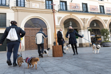 Festividad de San Antón en Tudela