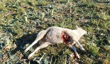 Imagen de una de las ovejas muertas en los ataques