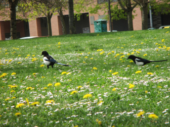 Urracas entre las flores.