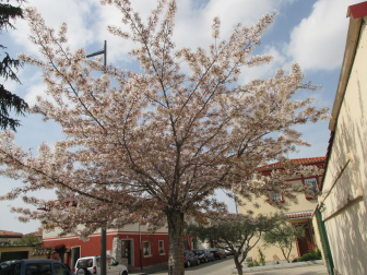Primavera en la Txantrea.