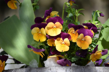 Plantas en la Taconera