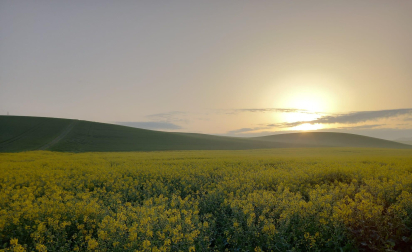 Campos de colza en el valle de Aranguren.