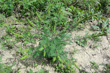 Ambrosia artemisiifolia