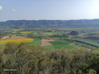 Campo de colza en Eslava