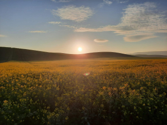 Colzas al sol en Mutilva.