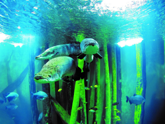 Arapaimas en el Acuario de Zaragoza