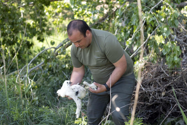 Caída de un árbol que afecta a entre 3 y 4 nidos de cigüeña en Corella