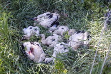 Caída de un árbol que afecta a entre 3 y 4 nidos de cigüeña en Corella