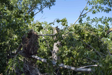 Caída de un árbol que afecta a entre 3 y 4 nidos de cigüeña en Corella