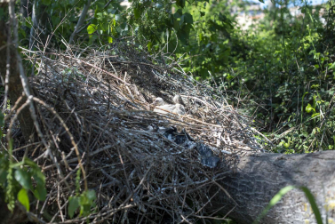 Caída de un árbol que afecta a entre 3 y 4 nidos de cigüeña en Corella