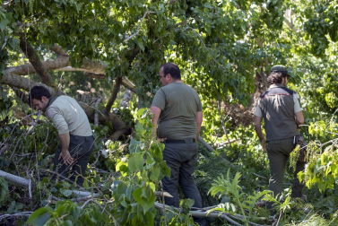 Caída de un árbol que afecta a entre 3 y 4 nidos de cigüeña en Corella