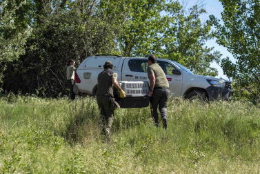 Caída de un árbol que afecta a entre 3 y 4 nidos de cigüeña en Corella