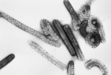 Dentro de la familia Filoviridae, existen varios géneros: Ebola (especies Zaire, Sudan, Reston, Tai Forest, Bundibugyo ebolavirus), Marburg (especie Marburg marburgvirus), Cuevavirus (especie Lloviu cuevavirus), entre otros