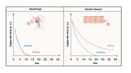 FIGURA 1- Permanencia del virus en intestino en adultos y en niños. Adaptada por Matilde Cañelles de https://www.cell.com/immunity/pdf/S1074-7613(22)00043-7.pdf.