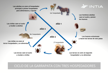 Ciclo de la garrapata