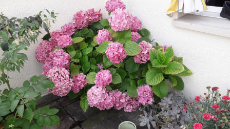 Las hortensias en todo su esplendor.