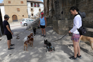 Fotos de los efectos de los incendios en Obanos, Puente la Reina, Legarda, Undiano y Astráin.
