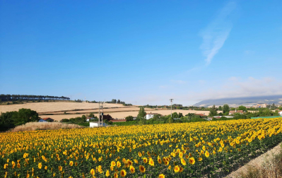 Amaneciendo entre girasoles, Tajonar.