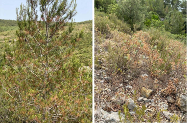 Las plantas se secan durante olas de calor, como vemos en las jaras (derecha) o pinos (izquierda)