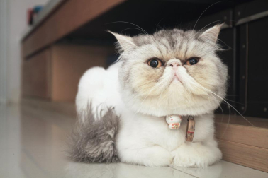 Gato
