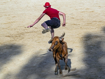 Cogida de un mozo en las vacas de Estella