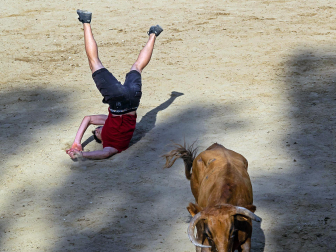 Cogida de un mozo en las vacas de Estella