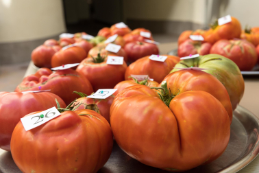 XV Concurso de Tomate Feo de Tudela