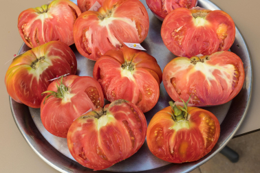 XV Concurso de Tomate Feo de Tudela