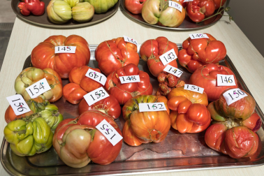 XV Concurso de Tomate Feo de Tudela