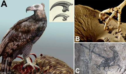 A: reconstrucción del águila extinta de Haast con la cabeza desnuda de plumas como en los buitres; se muestra una comparación de su garra (arriba) con la del águila audaz australiana (abajo). B: garras del águila gigante sobre una pelvis de moa con perforaciones. C: dibujo del pouakai por un maorí en la cueva del Águila, representado con el cuerpo oscuro y la cabeza sin plumas