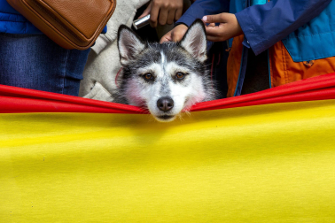 Fotos del desfile de la Guardia Civil en el día de su patrona en Pamplona.