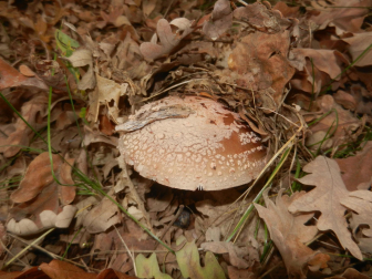 La Amanita rubescens destruye los glóbulos rojos si se consume en crudo