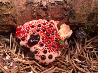 Aunque la seta que sangra (Hydnellum peckii) parece un merengue con mermelada de fresa, presenta mal sabor y no está recomendado su consumo