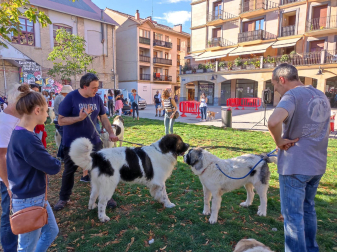 XVI Encuentro del Mastín del Pirineo
