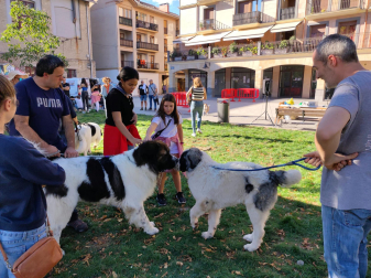 XVI Encuentro del Mastín del Pirineo